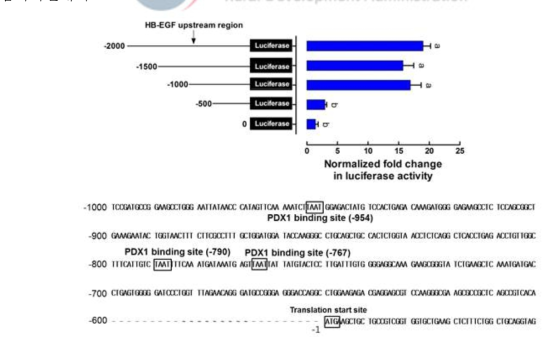 HBEGF promoter assay