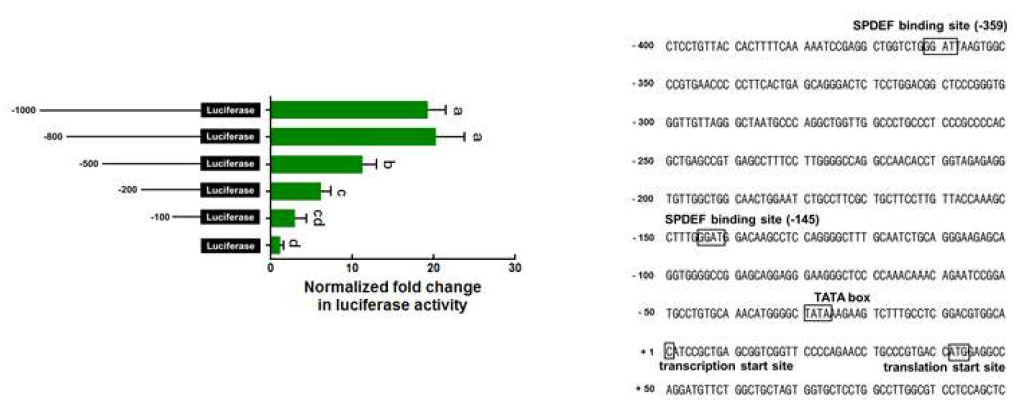 TFF3 promoter assay