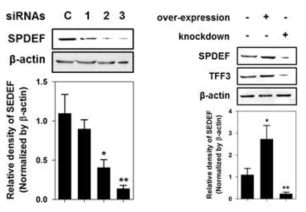 SPDEF 유전자 발현 억제와 TFF3의 발현 조절