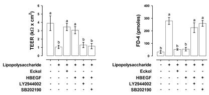 eckol 처리시 소장상피세포의 permeability 검증