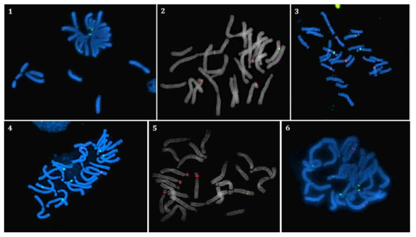 백합 원종의 FISH 기법을 이용한 염색체 분석. 1, L. amabile; 2, L. auratum; 3. L. bakerianum; 4, L. callosum; 5, L. candidum; 6, L. cernuum