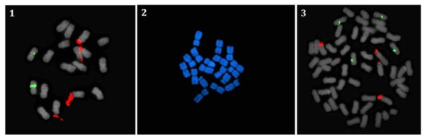 RDA 수집 산국(C. boreale)의 염색체 분석. 1, CWT-02(2x); 2, CWT-03(2x); 3, CWT-04(4x)
