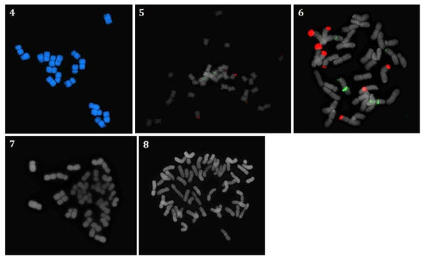 RDA 수집 감국(C. indicum)의 염색체 분석. 4, CWT-09(2x); 5, CWT-07(4x); 6, CWT-10(4x); 7, CWT-11(4x); 8, CWT-06(4x)