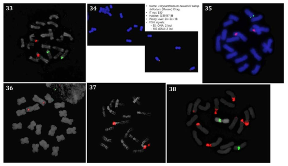 세종대 수집 2배체(2n=2x=18) 국화 원종의 염색체 분석(계속). 33, A27(2x); 34, A30(2x), 35, A46(2x); 36, A50(2x); 37, A58(2x); 38, A75(2x)