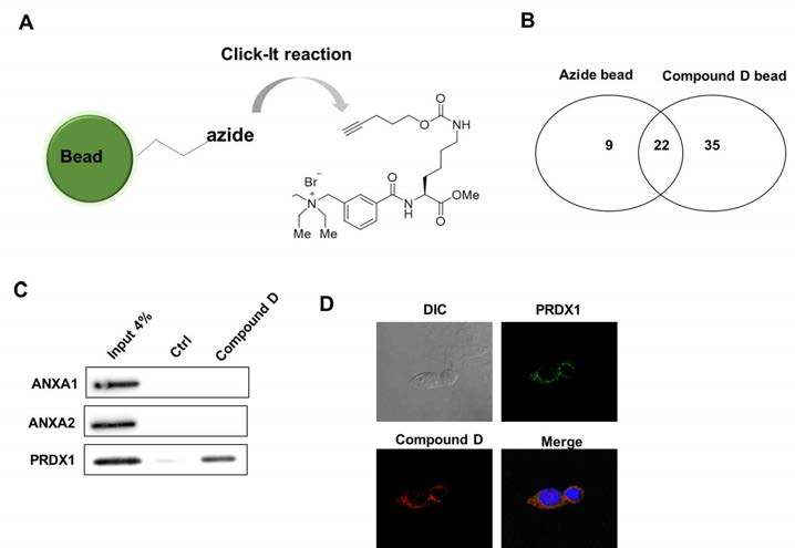 (A) 그림 3. Click-IT 반응을 통해 Compound D를 magnetic bead에 cross-linking. (B) Compound D에 결합한 단백질을 질량분석법을 통해 확인. (C) Compound D 에 결합하는 단백질을 pulldown assay방법을 통해 확인 (D) Compound D와 Prdx1 유전자의 세포내 colocalization을 확인