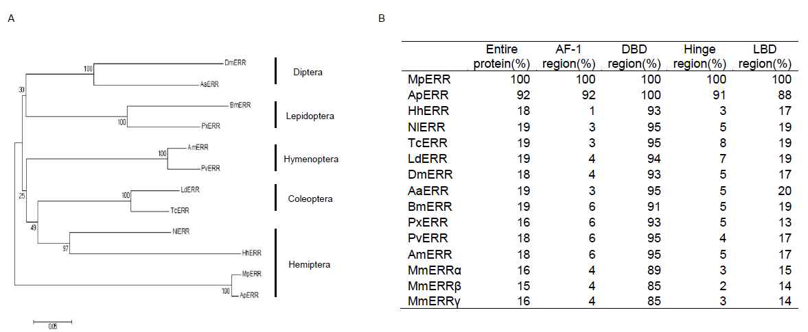 진딧물 ERR의 DNA 및 아미노산 서열 비교