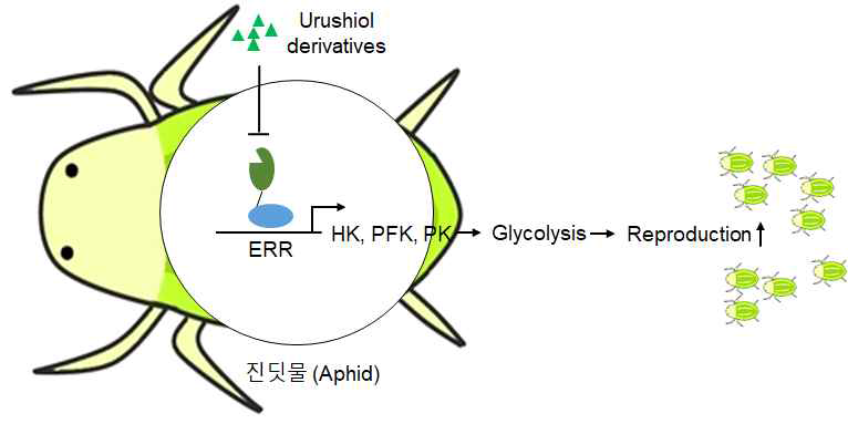 ERR의 타겟유전자 조절 기전 및 진딧물 번식 조절 모식도