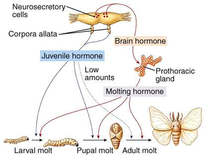 호르몬에 의한 곤충 변태과정 조절