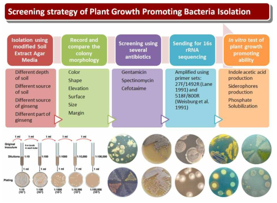 Screening of bacteria for plant growth promoting activity