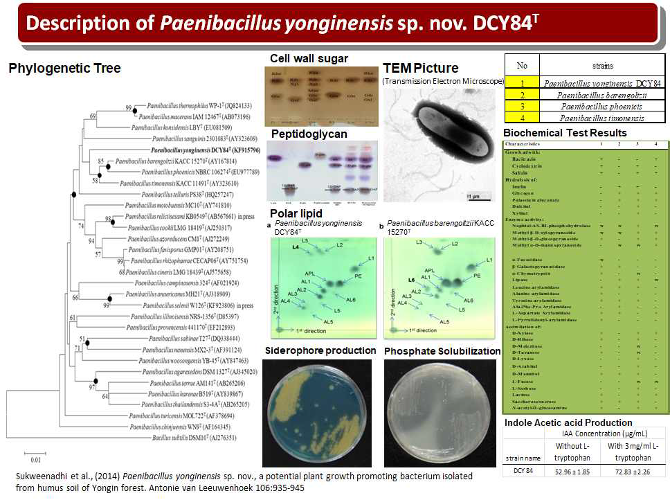 Characteristics of Paenibacillus yonginensis DCY84T