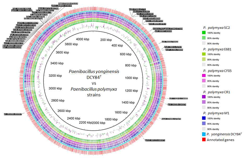Pac genomic analysis of the strain Paenibacillus yonginensis DCY84T
