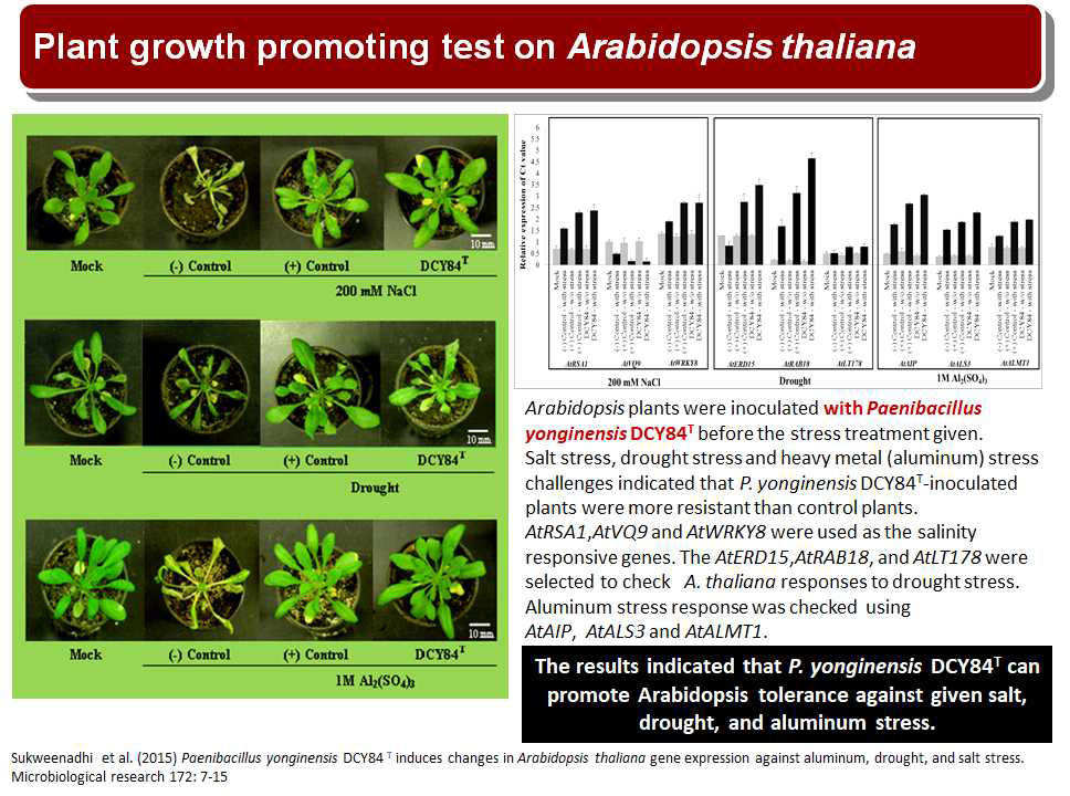 Pot test for the application of the isolated strains against salt and drought stress
