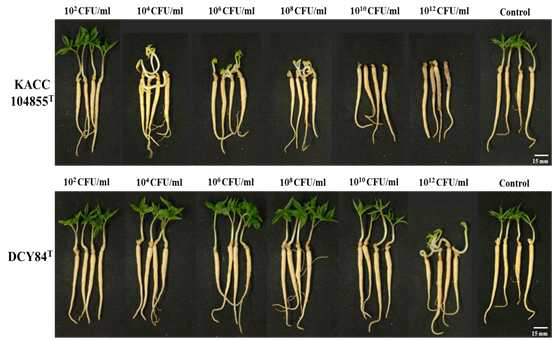 Ginseng pot assay for in planta compatibility testing of strain DCY84T on P. ginseng. Symptoms in ginseng seedlings were observed 7 days after bacterial treatment using various CFU/mL inoculants in a soil system. P. polymyxa KACC 10485T and P. yonginensis DCY84T were used in this test. Root rot symptoms did not appear, but some stressed/redundant growth was observed. White scale bar indicates 15mm