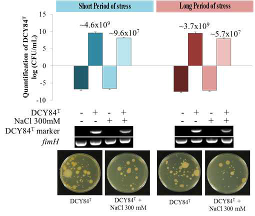 Monitoring of the strain DCY84T in the P. ginseng rhizosphere. (A) Based on specific markers, DCY84T can be detected in a soil DNA sample. Although the number of DCY84T was abundant, some bacterial contaminants were also present, as revealed by (B) plate streaking. The small colony with a white yellowish color is strain DCY84T(white arrow). The large colony with a yellow/white color is a bacterial contaminant