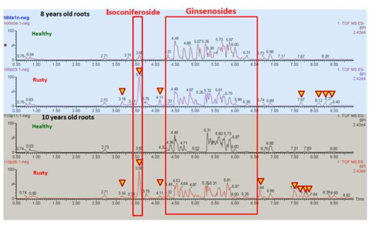 Quantification of ginsenoside, isoconiferoside and non-identified metabolite analysis by UPLC-Q-TOF-MS (negative mode) in the 8 year old healthy and rusty ginseng root epidermis. The arrow indicates the accumulation of novel non-identified metabolites in rusty ginseng roots. Values are the averages of triplicates (n = 5)
