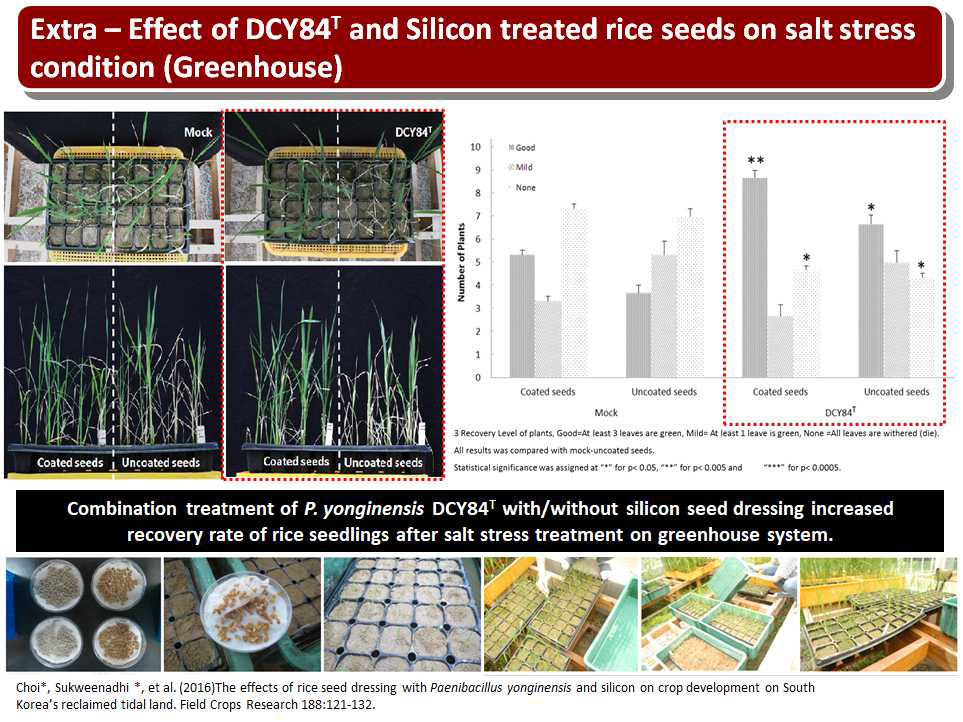 Pot test for PGPR activity of the strain DCY84T during the rice seedling