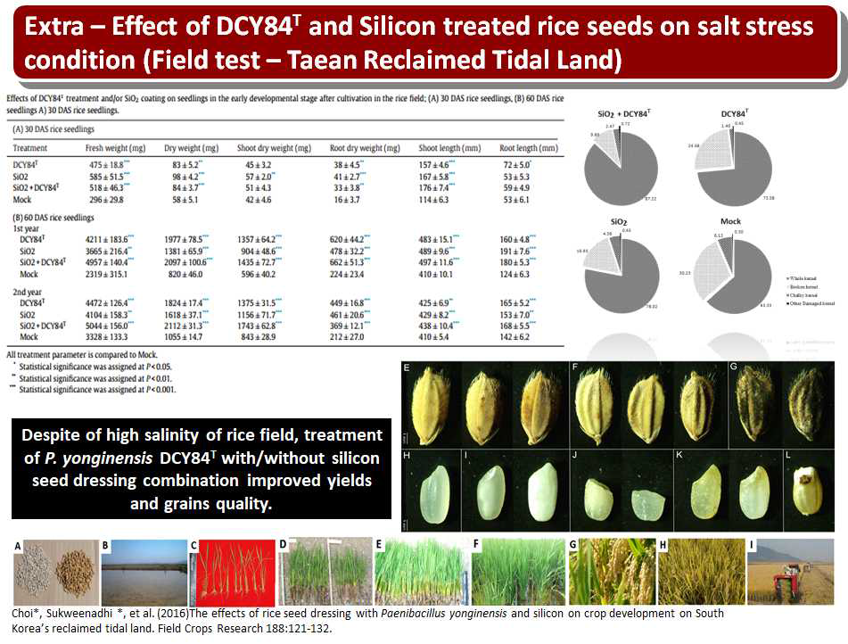 The yields and grains quality after treatment of strain DCY84T in the reclaimed area