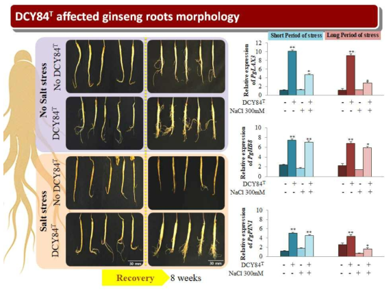 Gene expression by qRT-PCR in P. ginseng under stress condition