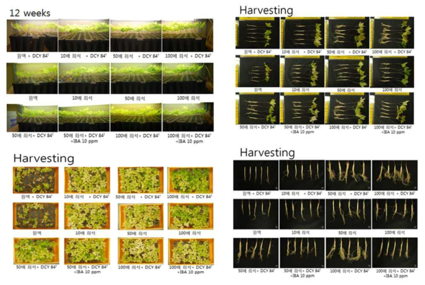Effect of PGPR and disposable media on the 1 year old ginseng growth