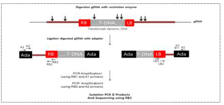 T-DNA가 삽입된 위치확인 (flanking sequencing)