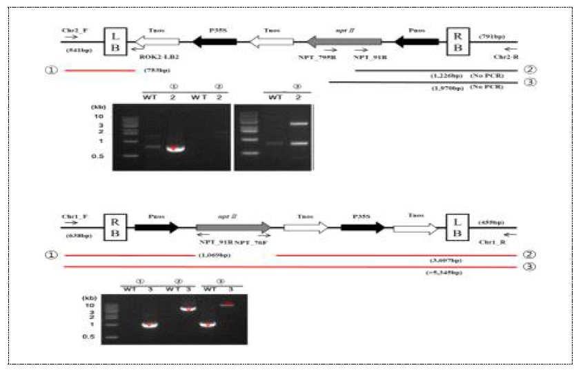 Genotyping을 통해 애기장대 돌연변이체 유전자의 T-DNA 삽입확인