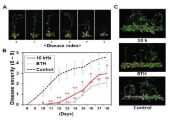 10KHz, 90dB 음파처리에 의한 애기장대에서의 R. solanacearum 균주에 대한 병저항성 표현형 및 disease severity