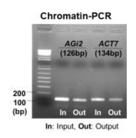 H3K27me3 항체를 이용한 ChIP의 PCR 결과 검증