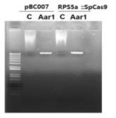 Guide RNA 삽입을 위해 CRISPR vector를 Aar1 효소를 이용하여 cutting. C, control