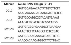 유전자 교정을 위한 guide RNA sequence