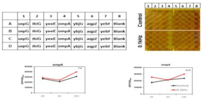 outer membrane protein A (ompA)는 Control에 비해 0.1 kHz의 의한 발현 (형광)이 더 높음