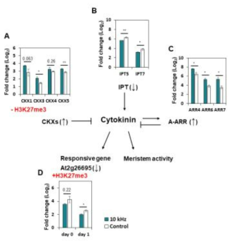Cytokinin signaling 유전자의 발현 및 H3K27me3 변성