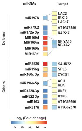 음파처리 애기장대 식물에서 다르게 발현되는 miRNAs 와 표적 RNA 발현