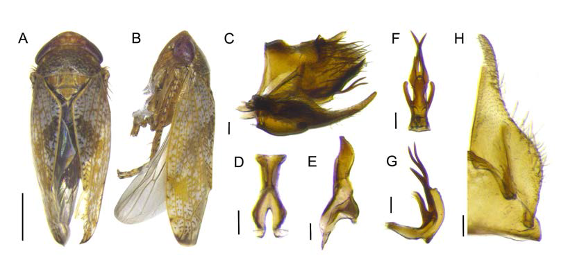 뽕나무오갈병의 매개충으로 알려진 Hishimonoides sellatiformis의 외부형태 및 내부 생식기 진단 형질