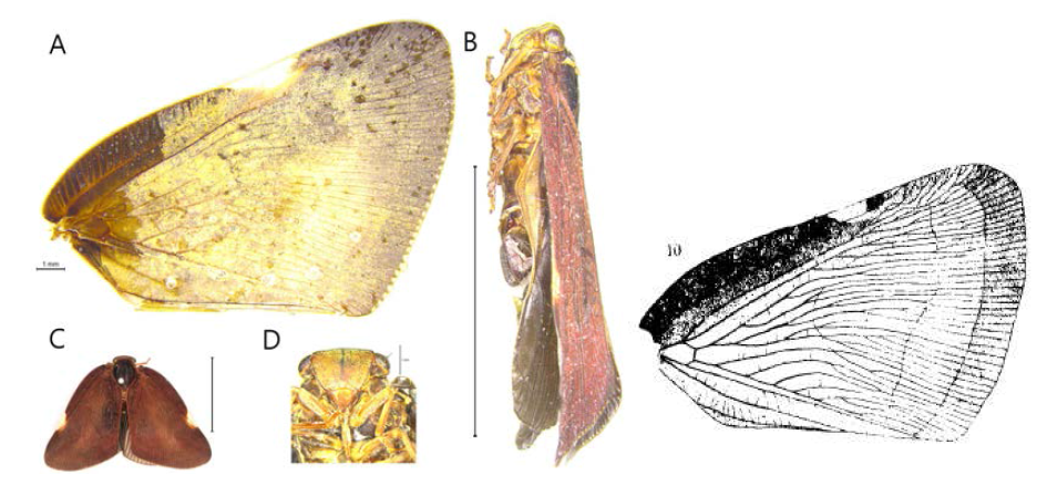 큰날개매미충과(Ricaniidae) 갈색날개매미충(Ricania sublimata)의 외부 형태적 특징 및 시맥을 포함한 외부형태의 문헌 비교