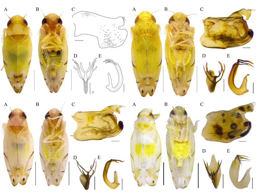 참나무류(Fagaceae)에서의 서식이 확인된 애매미충아과 중 Eurhadina 속의 4종에 대한 외부형태 및 내부 생식기의 형태학적 정보 구축