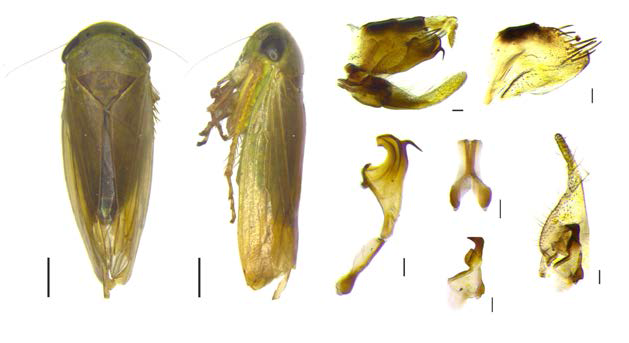 매미충과(Cicadellidae)의 형태학적 분류를 위한 주요 내·외부 형질적 특징