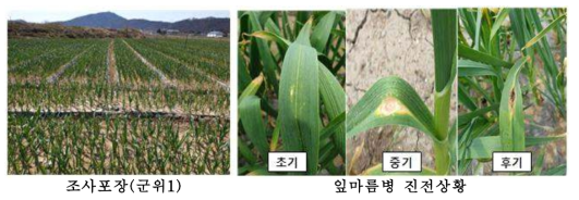 경북지역의 마늘 잎마름병 발병 포장 및 병징 예시