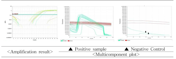 Mycoplasma spp. SYBR Green real-time PCR 결과