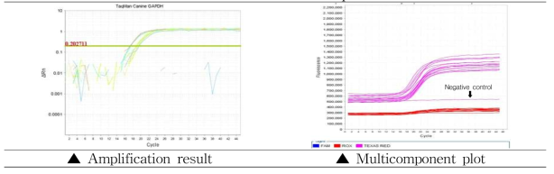 Canine GAPDH의 검출을 위한 probe real-time PCR