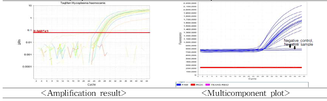 Mycoplasma haemocanis의 검출을 위한 probe real-time PCR 결과