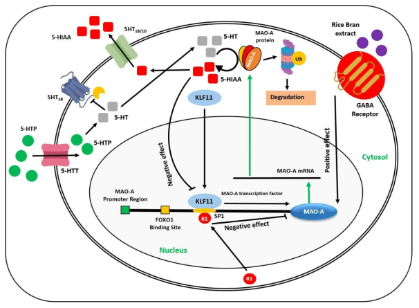 Possible mechanism of GABA-induced serotonin/melatonin signaling pathway. In the CNS, 5-HT is synthesized from tryptophan via 5-HTP by serotonergic neurons. 5-HT is transported inside the cell by 5-HTT receptors. An elevated level of 5-HT positively triggers the gene expression of MAO-A transcription factors. Exogenous GABA is recognized by GABAergic receptors located in the cell membrane of neurons and promotes the binding of cytoplasmic transcription factors (KLF11 and R1) at the operator region of the MAO-A gene. GABA and 5-HT together trigger the early synthesis of MAO-A transcription factors via a positive feedback loop, resulting in the synthesis of MAO-A protein. 5-HT is then catabolized into 5-HIAA by MAO-A and stored either in the vesicles or transported back to the peripheral blood by 5-HT1B/1D transporters. CNC: Central nervous system; 5-HT: 5-hydroxytryptamine; 5-HTTP: 5-hydroxytryptophan; 5-HTT: 5-hydroxytryptamine transporter; MAO-A: Monoamine oxidase-A; GABA: γ -aminobutyric acid; KLF11: Kruppel-like factor 11; R1: Repressor transcription factor of MAO-A; FOXO1: Forkhead box protein O1; 5-HIAA: 5-hydroxy indole acetic acid; 5-HT1B/1D: 5-hydroxytryptamine transporter 1B/1D; Ub: Ubiquitin