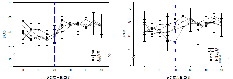 배지 건조기간에 따른 SPAD 변화(좌:‘V3’, 우:‘러블리엔젤’)