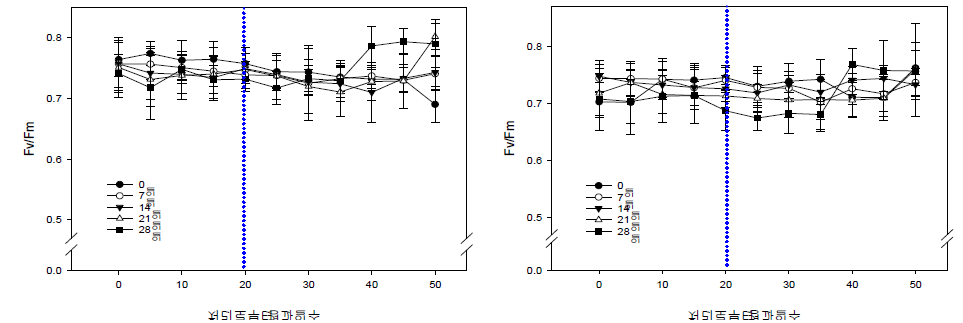 배지 건조기간에 따른 Fv/Fm (좌:‘V3’, 우:‘러블리엔젤’)
