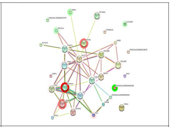 상위 50개 차등발현 유전자군의 단백질 상호작용 네트워크