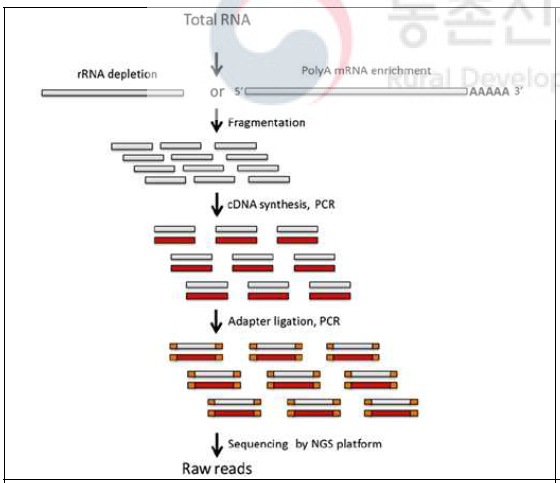 RNA sequencing 서열 생산과정