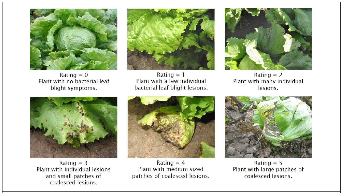 상추의 세균 점무늬병의 진행 단계에 따른 병징 출처: Image from Plant Health Progress article: Evaluating the Efficacy of Commercial Products for Management of Bacterial Leaf Spot on Lettuce, Carolee T. Bull, USDA, ARS
