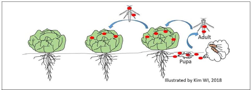 꽃노랑총채벌레에 의한 토양으로부터 상추 잎으로의 식중독세균 매개 모델