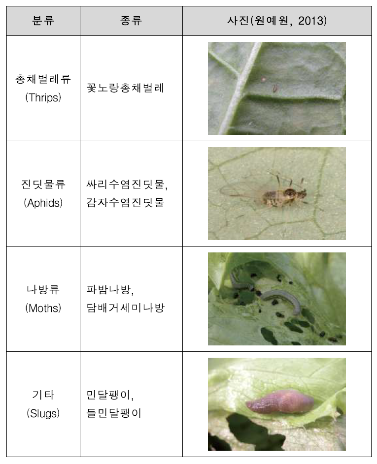 국내 상추에 발생하는 주요 해충 종류