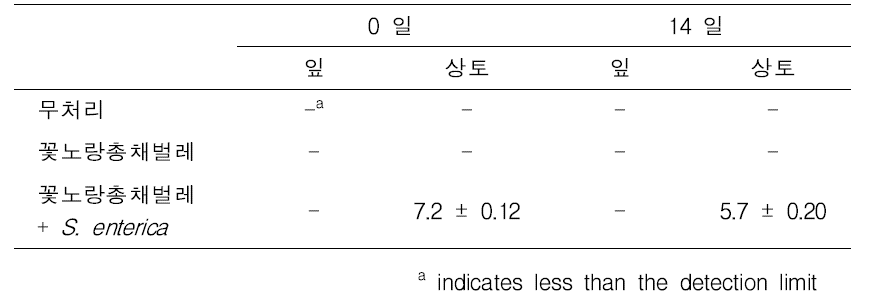 상추 재배 토양에 꽃노랑총채벌레 성충 접종 후 상추잎 중 S. entercia 오염 밀도