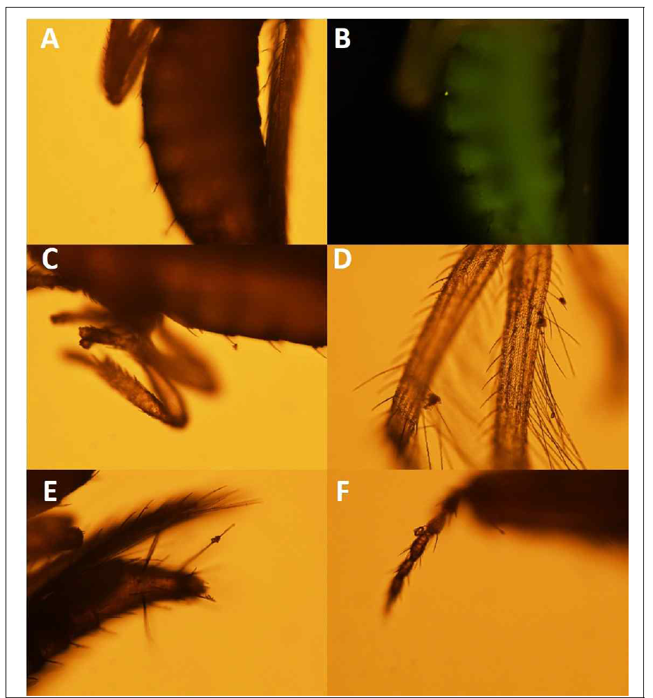 총채벌레(Frankliniella occidentalis)의 외부 몸체 중 이물질 존재 (A: 몸체, B: 몸체(형광), C: 몸체, D: 날개, E: 꼬리, F: 더듬이)